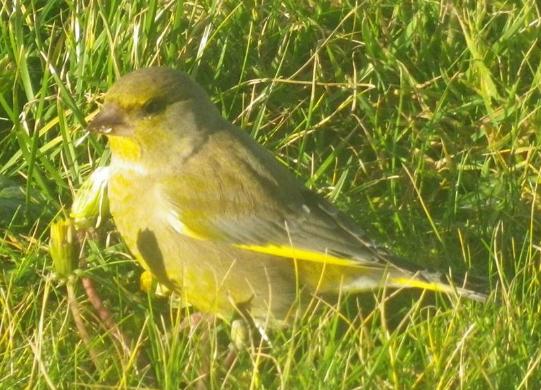 Greenfinch Greenfinch